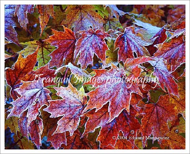 450230---Frosted Leaves -  Porcupine Mountains State Park